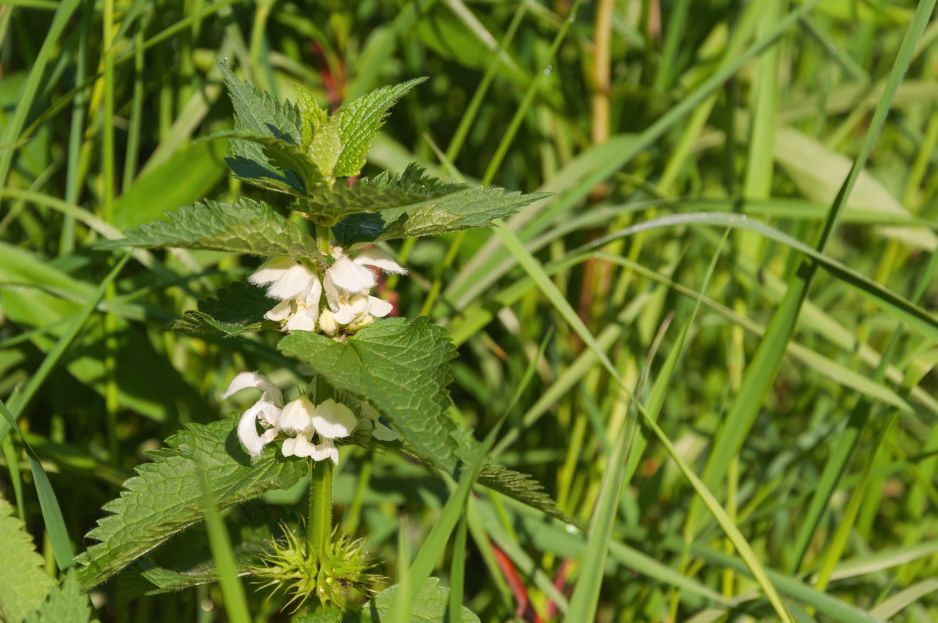 jasnota-biala-lamium-album-zdj-fotolia-com.jpeg