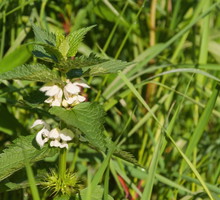 jasnota-biala-lamium-album-zdj-fotolia-com.jpeg