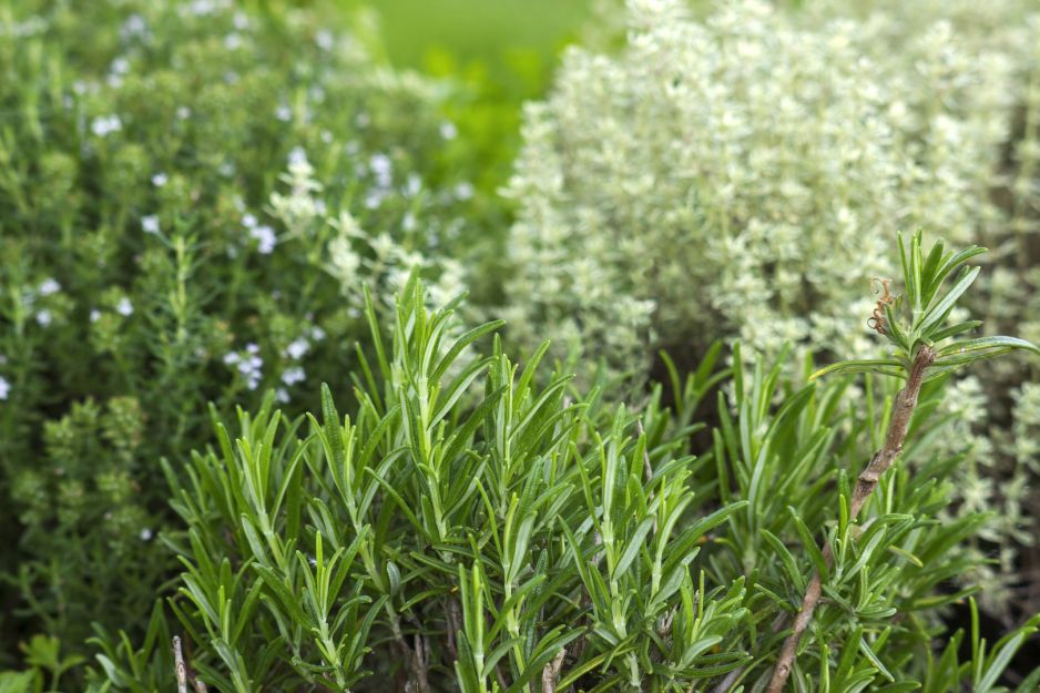 rozmaryn-z-powodzeniem-wykorzystuje-sie-jako-przyprawe-do-mies-zdj-fotolia-com.jpeg