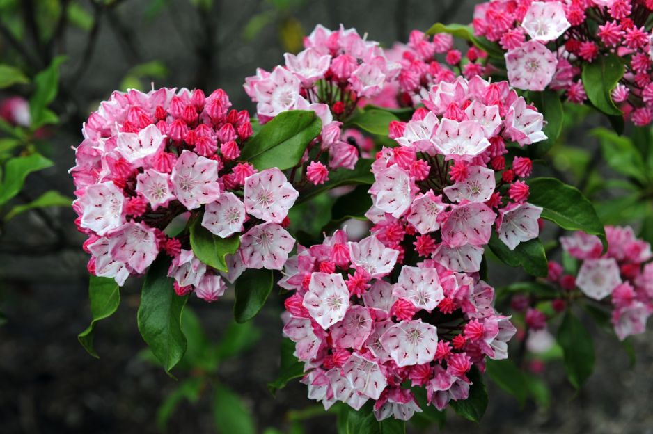 kalmia-latifolia-zdj-fotolia-com.jpeg