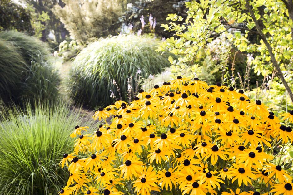 rudbekii-pasujacej-do-wielu-ogrodowych-kompozycji-nie-straszne-sa-upaly-zdj-fotolia-com.jpeg