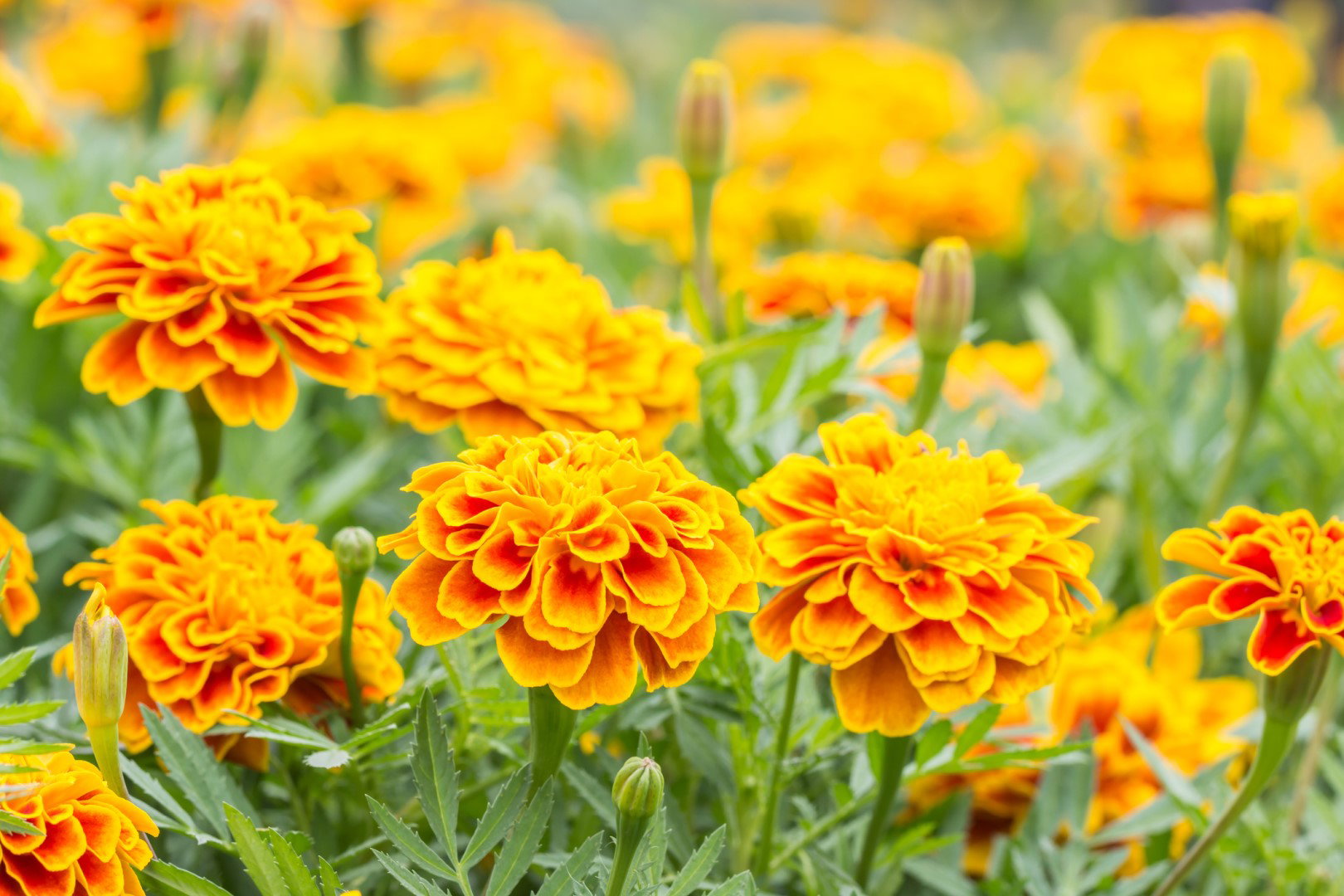 Aksamitka Tagetes