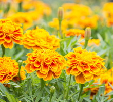 Aksamitka Tagetes