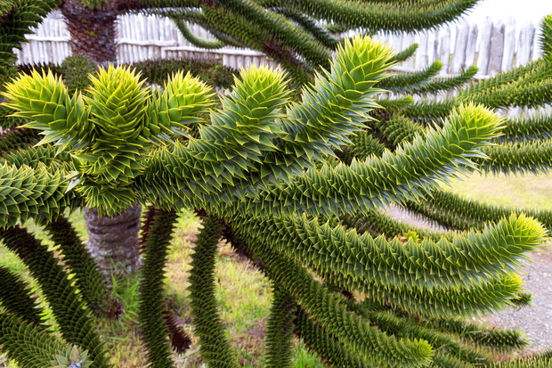 araukaria wyniosła araucaria heterophylla