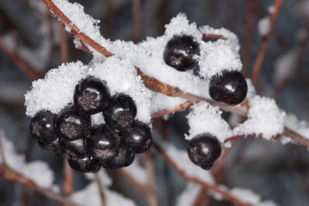 aronia zima