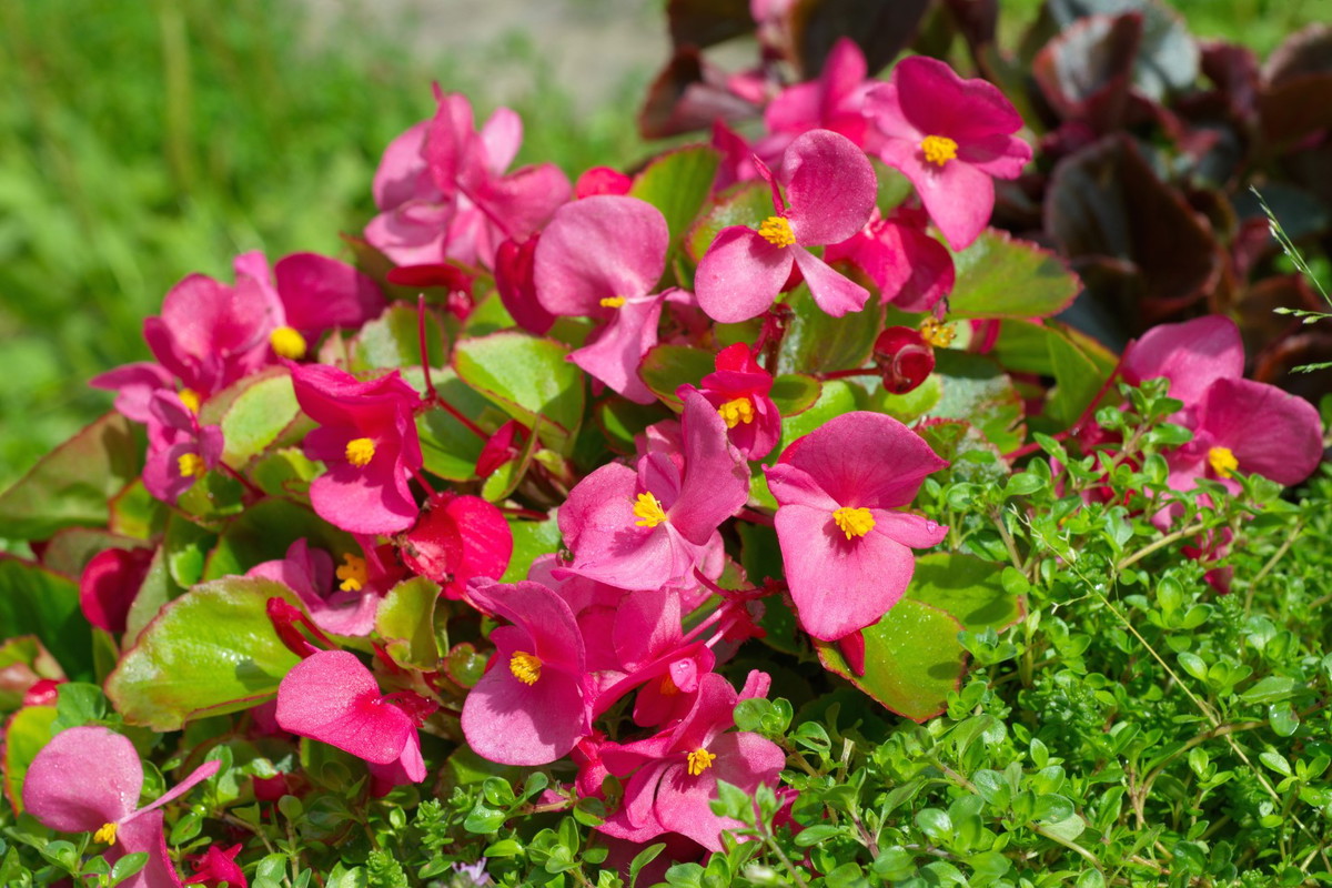 Begonia