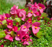 Begonia