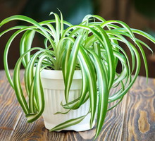 zielistka-sternberga-chlorophytum-zdj-fotolia-com.jpeg