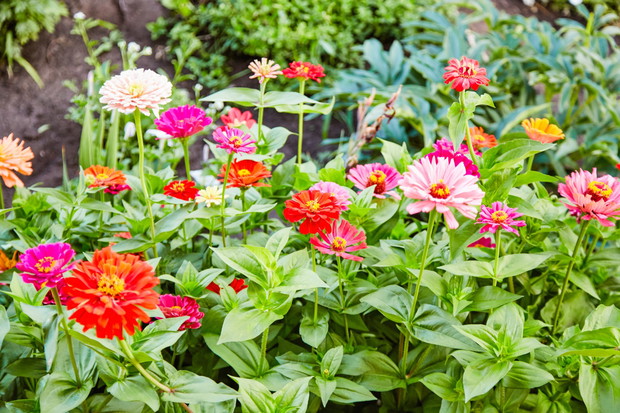 Cynia wytworna Zinnia elegans