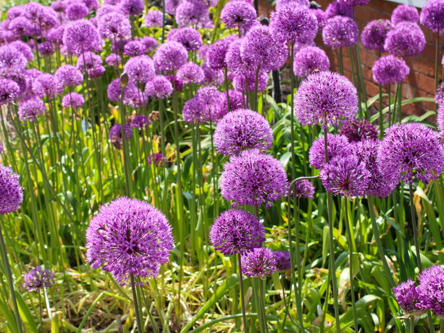 czosnek olbrzymi allium giganteum