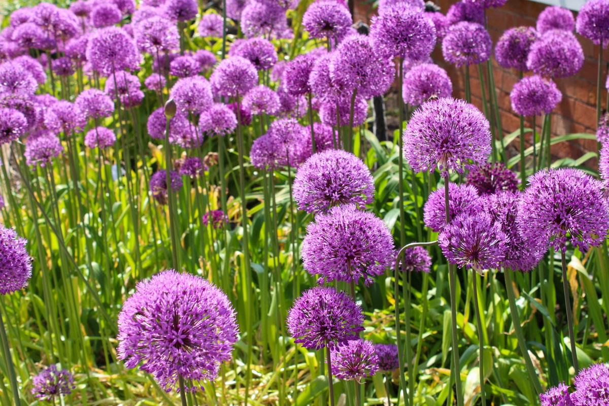 czosnek olbrzymi allium giganteum