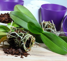 dzielenie storczyków