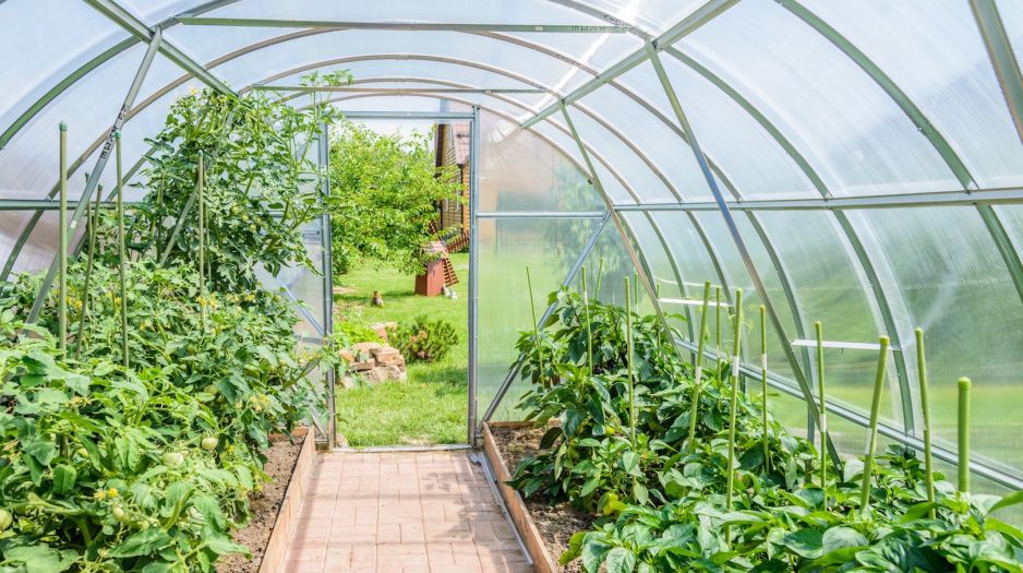 szklarnia-latem-zdj-fotolia-com.jpeg