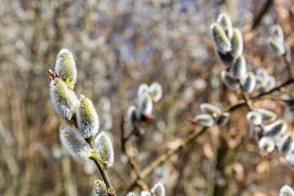 witki-wierzby-iwa-salix-caprea-uroczo-zdobia-wazony-zdj-adobe-stock.jpeg