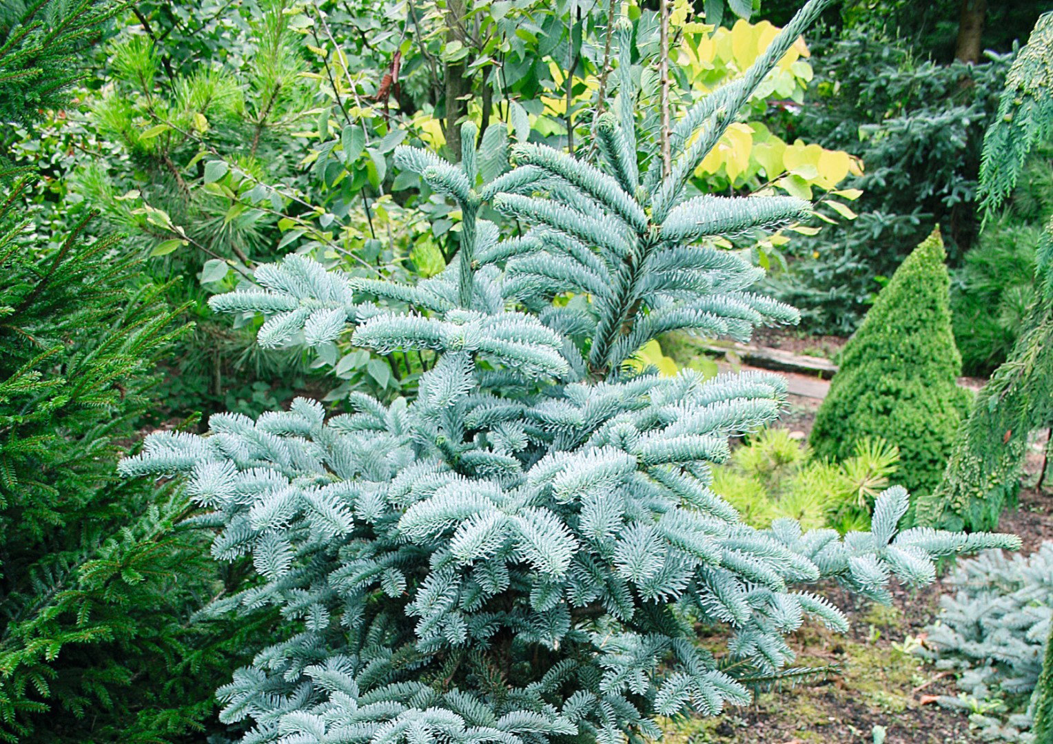 Jodła szlachetna Abies procera ‘Obrighoven’