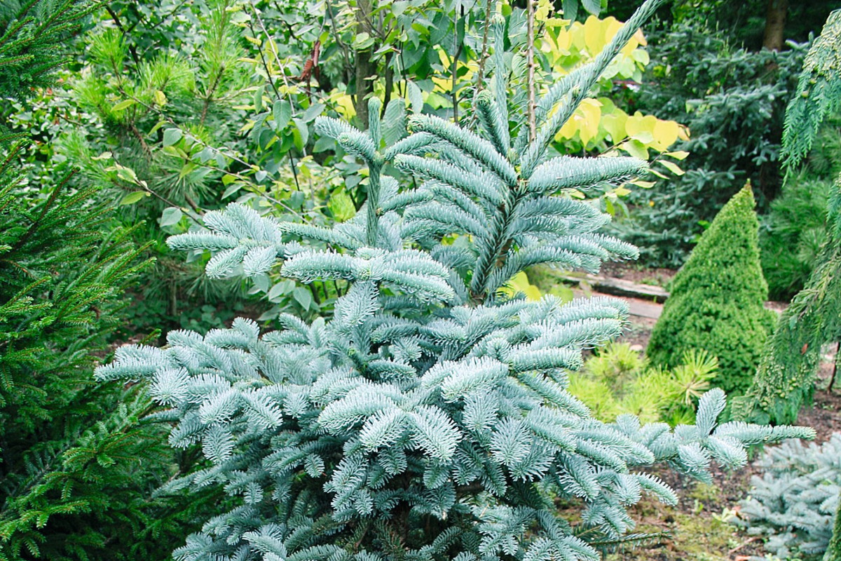 Jodła szlachetna Abies procera ‘Obrighoven’