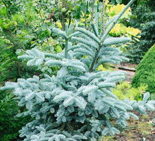 Jodła szlachetna Abies procera ‘Obrighoven’