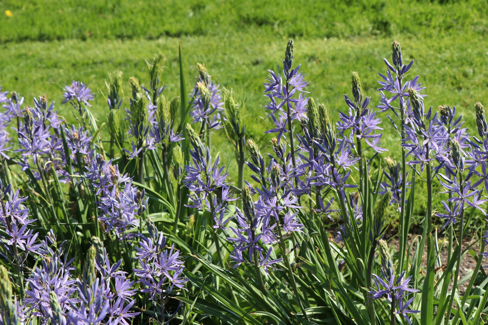 Kamasja Camassia