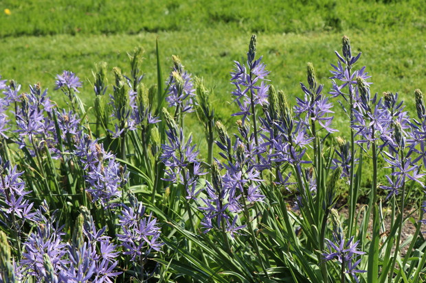 Kamasja Camassia