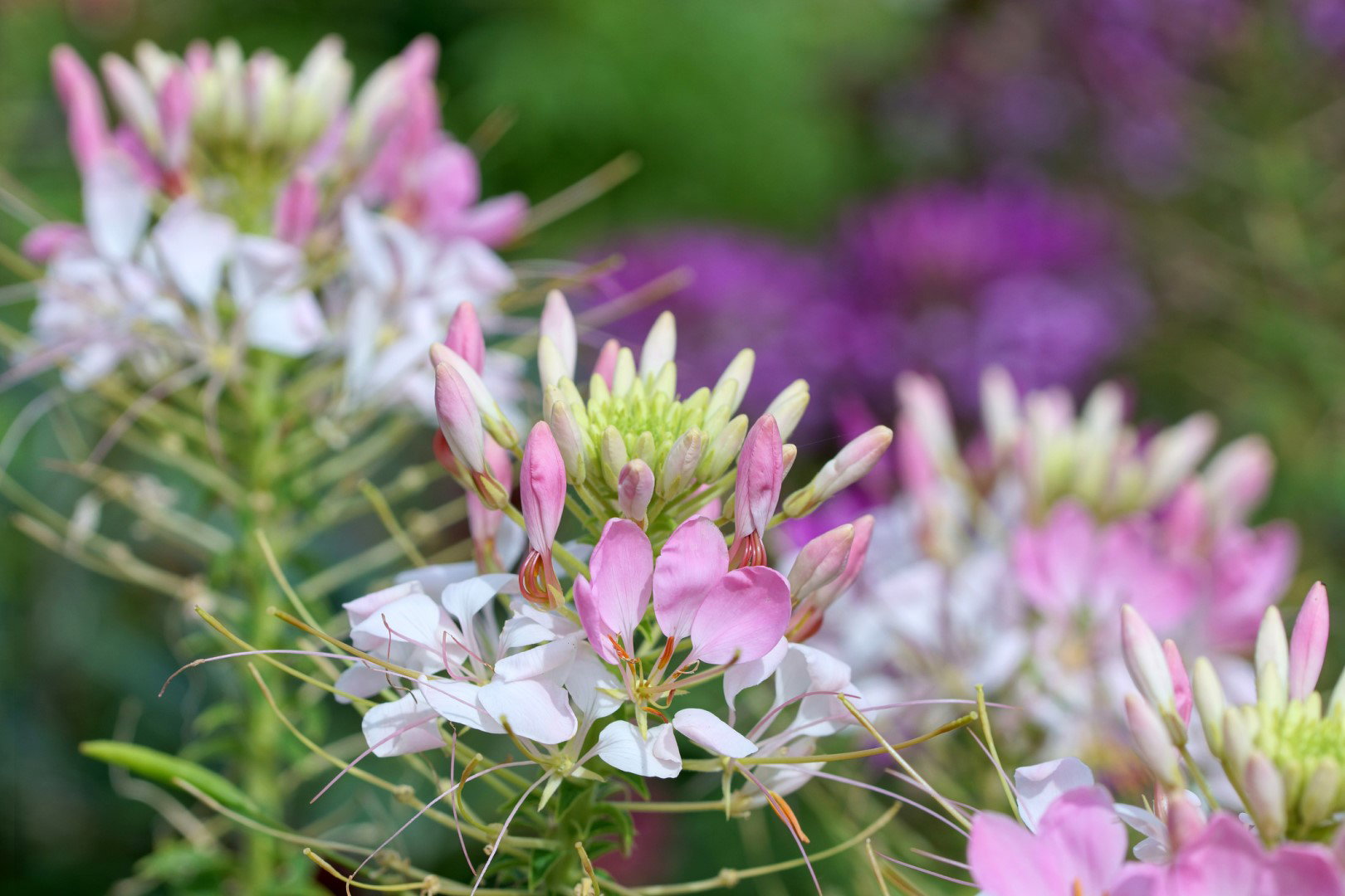 Kleoma Ciernista Cleome spinosa