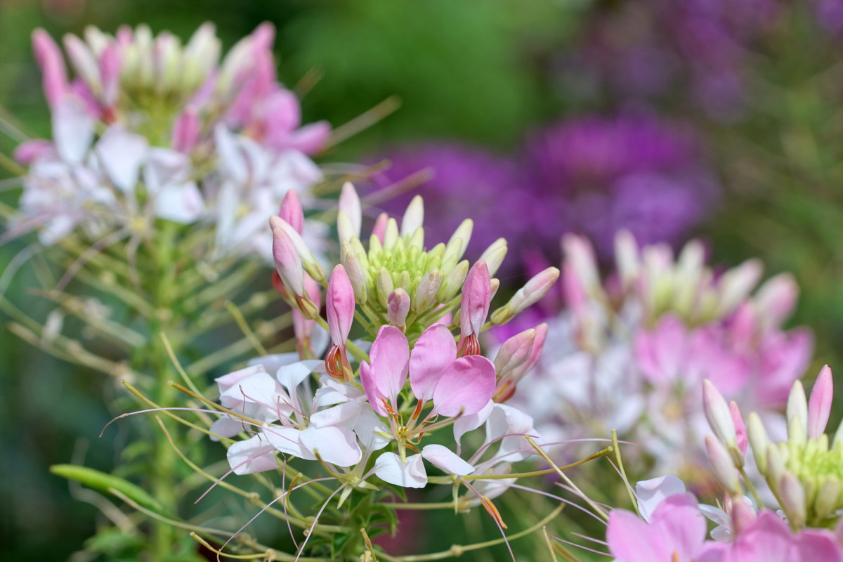 Kleoma Ciernista Cleome spinosa