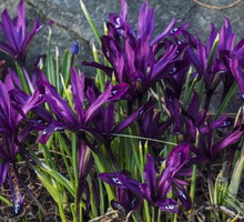 kosaciec żyłkowany Iris reticulata