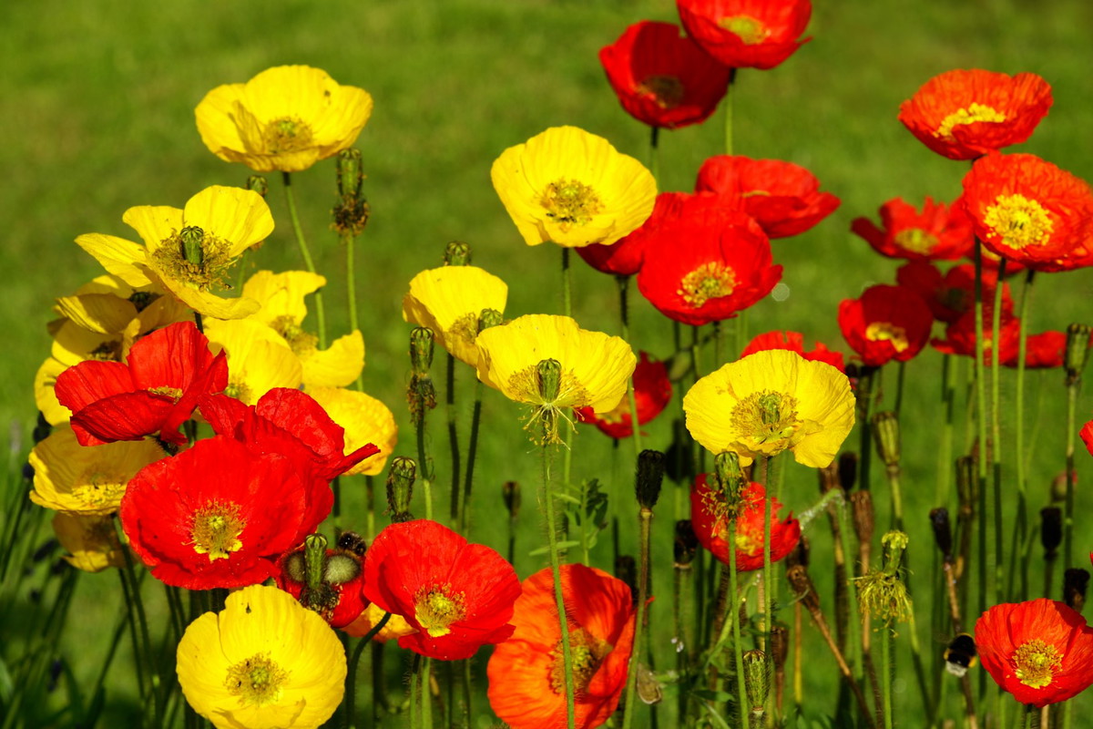 mak syberyjski papaver nudicaule