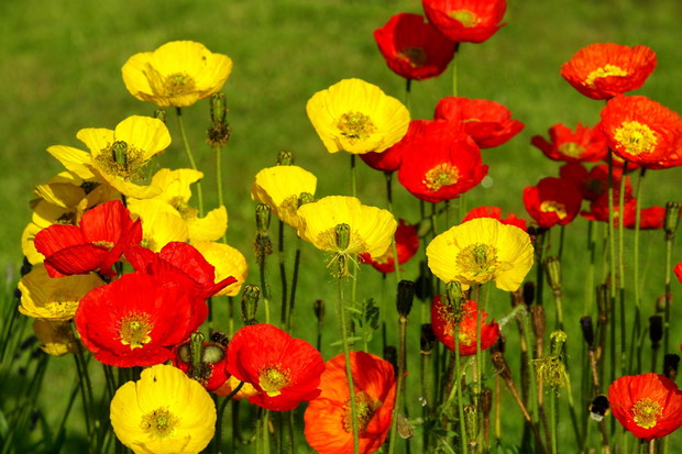 mak syberyjski papaver nudicaule