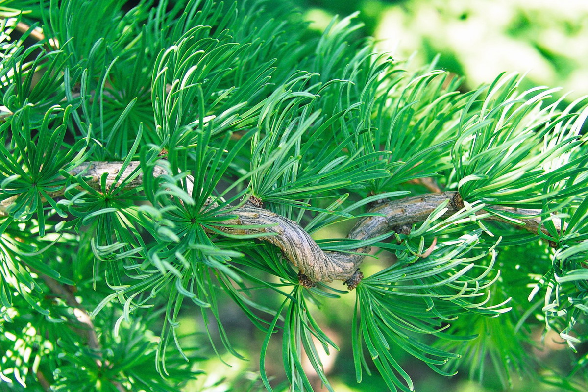 Modrzew japoński Larix kaempferi