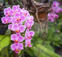 phalaenopsis