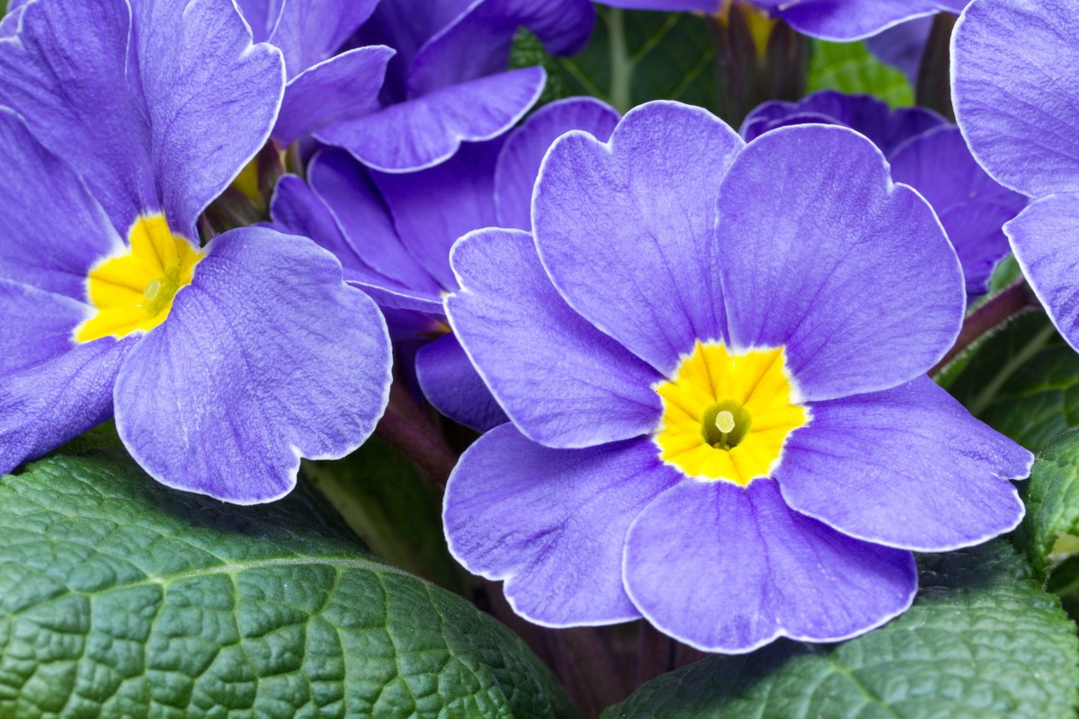 pierwiosnek bezłodygowy primula acaulis