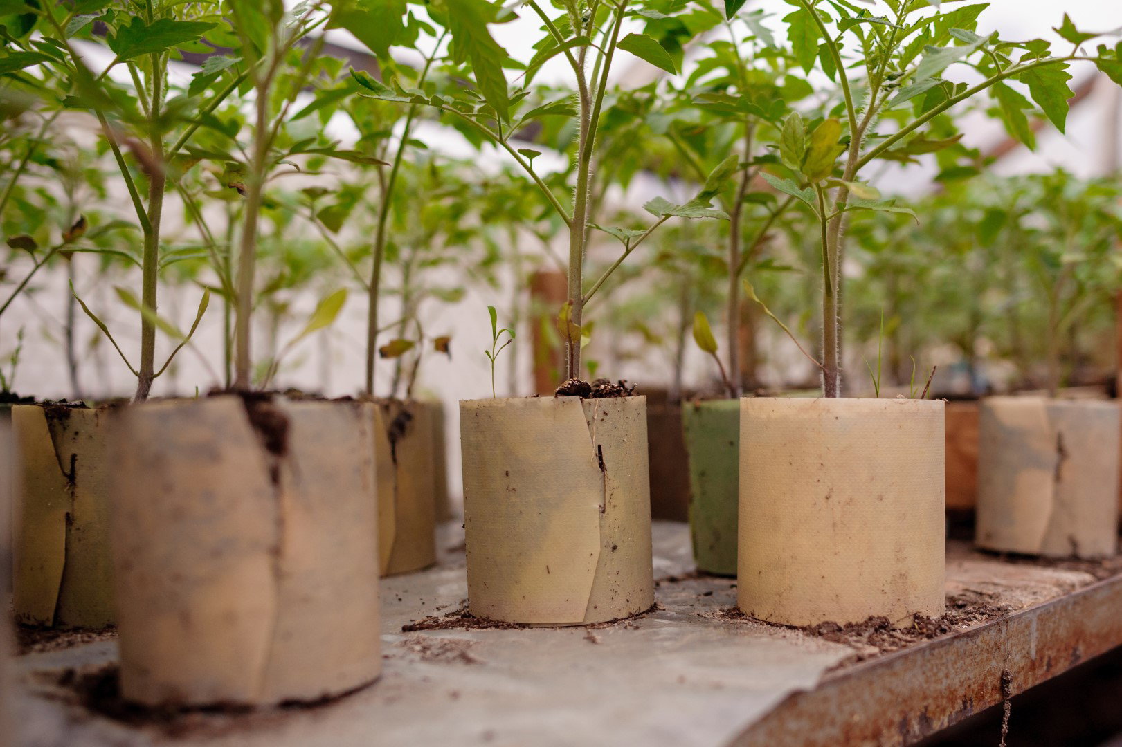 rozsada warzyw w szklarni