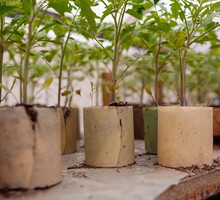 rozsada warzyw w szklarni