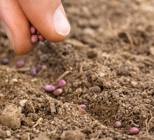 sadzenie nasion rzodkiewki