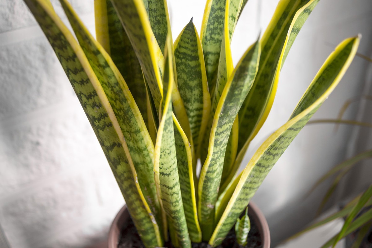 Sansewieria gwinejska Sansevieria trifasciata