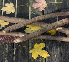 Skorzonera scorzonera hispanica