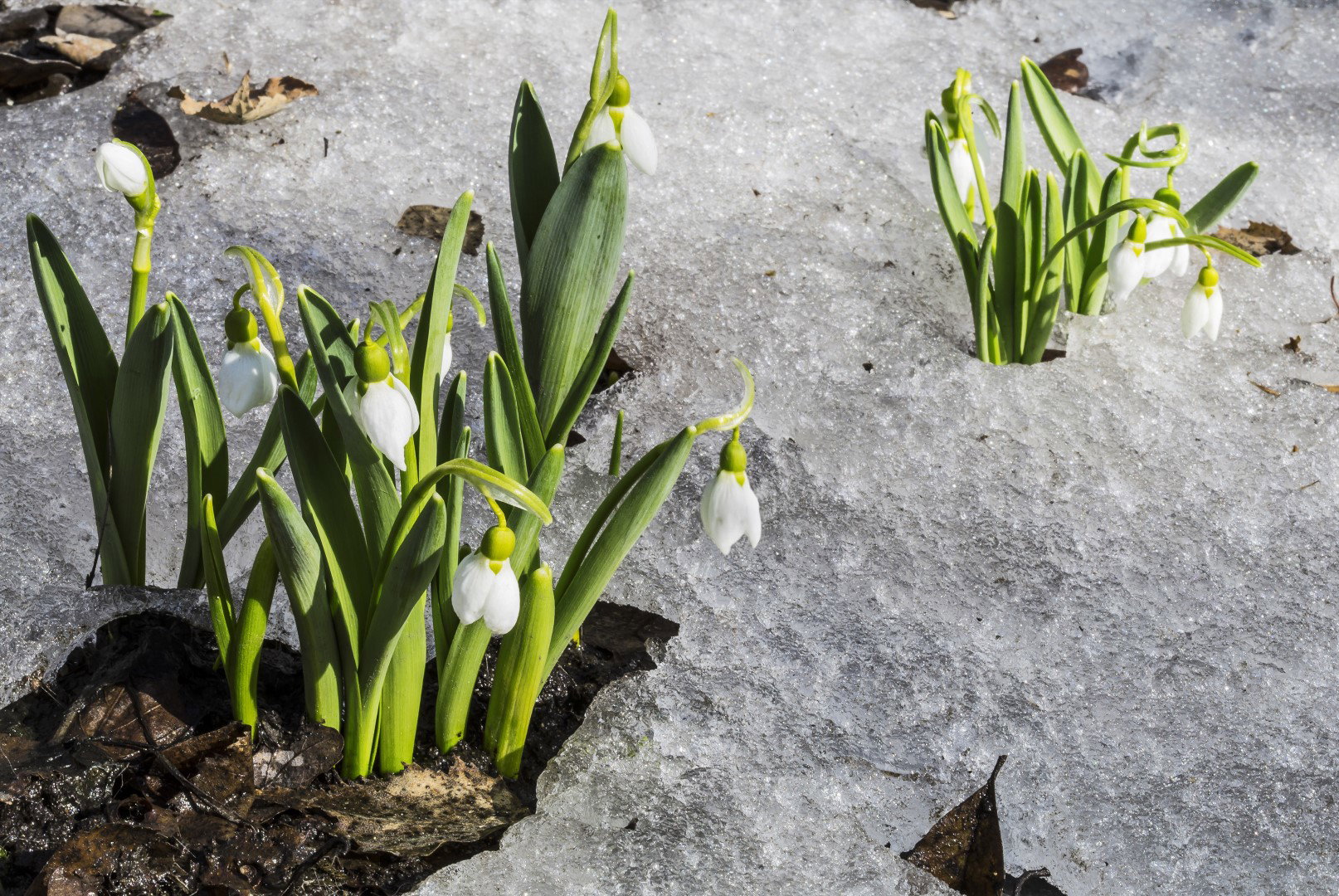 Śnieżyczka Galanthus