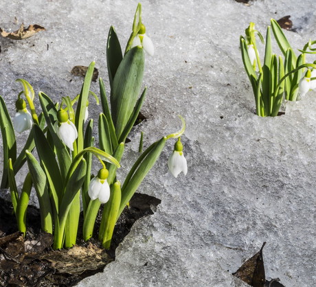 Śnieżyczka Galanthus