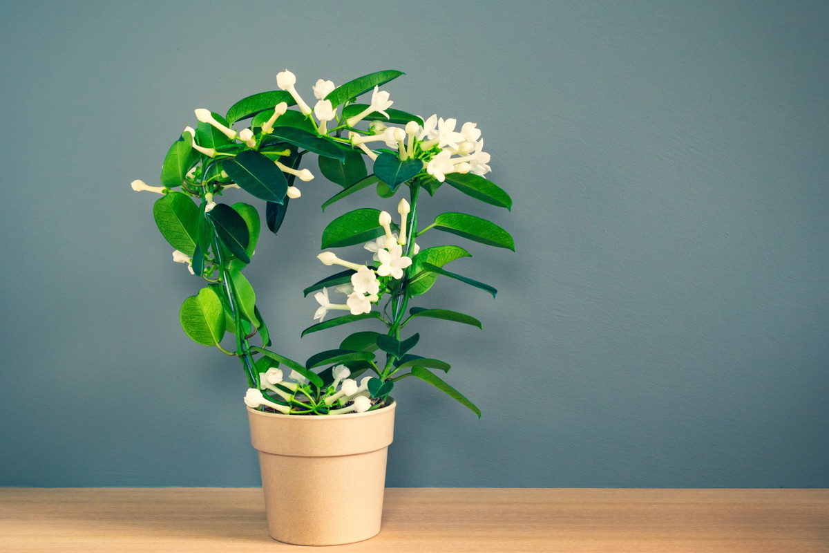 Stefanotis bukietowy Stephanotis floribunda