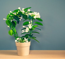 Stefanotis bukietowy Stephanotis floribunda