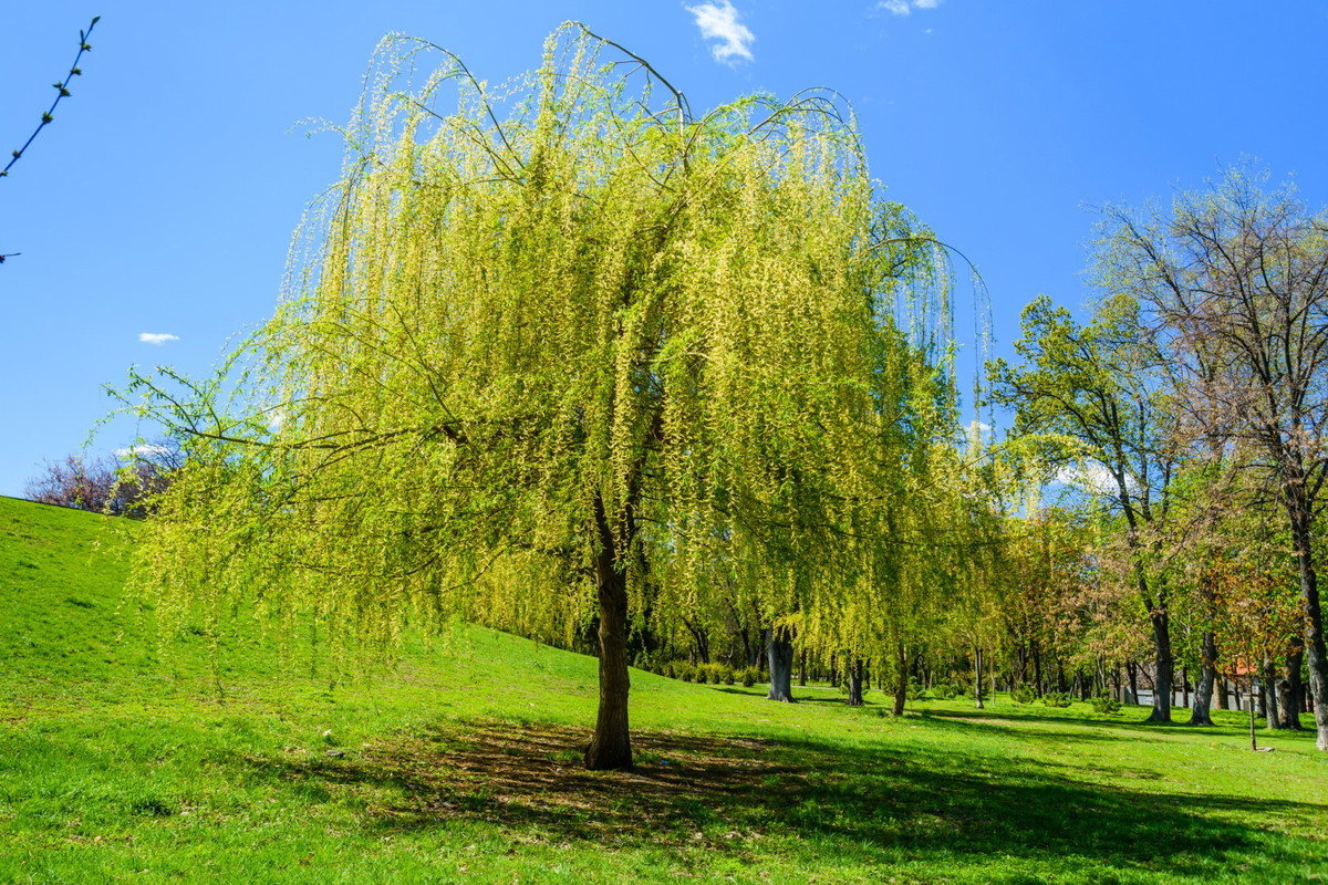 Wierzba babilońska salix babylonica