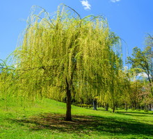 Wierzba babilońska salix babylonica