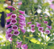 wyżlin większy Antirhinum majus