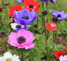 zawilec wieńcowy anemone coronaria