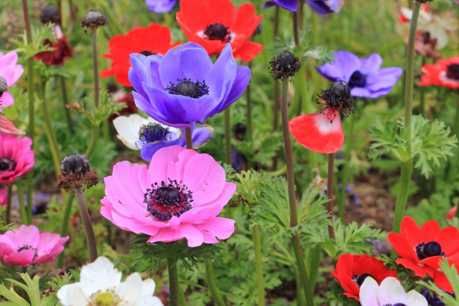 zawilec-wiencowy-anemone-coronaria.jpeg