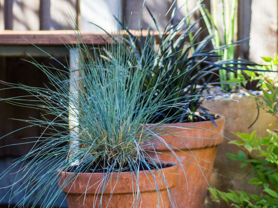 niskie-wymagania-oraz-niewielki-rozmiar-zdzbla-osiagaja-do-50-centymetrow-dlugosci-sprawia-ze-kostrzewa-festuca-nadaje-sie-do-skromnych-dekoracyjnych-donic-zdobiacych-np-wejscie-do-domu-zdj-istock.jpeg