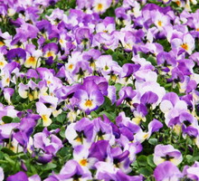 fiolki-rogate-viola-cornuta-zdj-fotolia-com.jpeg