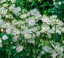 jarzmianka-wieksza-astrantia-major.jpeg