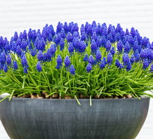 szafirki-muscari.jpeg
