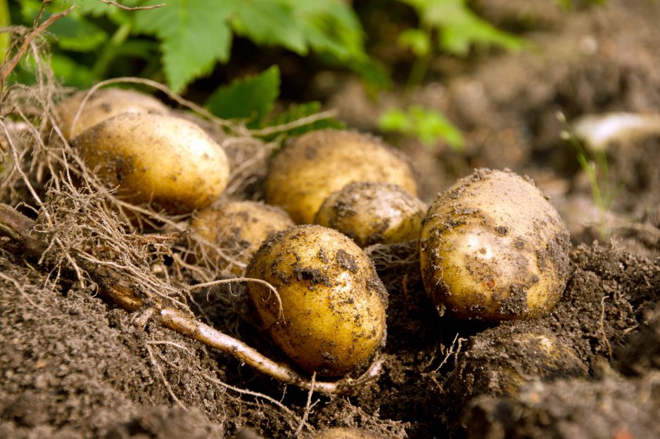 bulwy-ziemniakow-moga-roznic-sie-zarowno-kolorem-skorki-jak-i-miazszu.jpeg